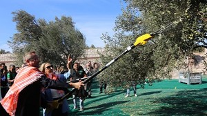 Ayvalık'ta 19. Zeytin Hasat Festivali: İlk Zeytinler Toplandı