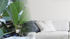 Defne Yaprağı Evinizi Temizliyor!