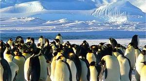 Dünyada Hiç Penguen Yok! Peki Bizim Gördüklerimiz Ne?