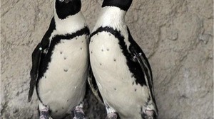 Penguenlerin Nesli Tükeniyor
