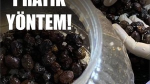 Balıkesir'de Zeytin Tuzlama Nasıl Yapılır?