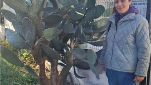 Dikenli Ama Şifa Deposu!