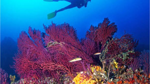 Ayvalık'ın Kırmızı Mercanları Hayati Role Sahip