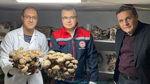 Balıkesir’de Shiitake ve Kral İstiridye Mantarı Hasadı Başladı