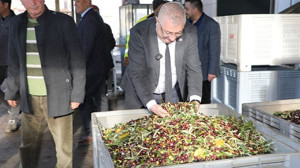 Belediye Zeytinliklerinden Sofralara 20 Tonluk Zeytinyağı