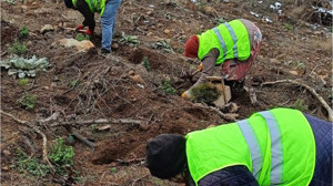 Bigadiç’te Beyaza Bürünen Toprağa Ektiler