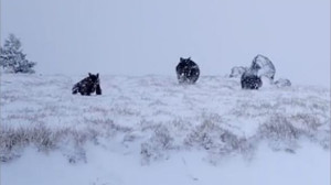 Ayı Ailesi Kazdağları'nda Koştu!