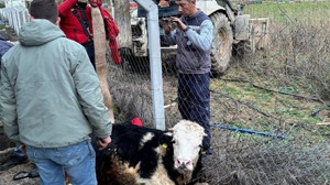 Gömeç’te Kuyuya Düşen Büyükbaş Hayvan Vinçle Kurtarıldı