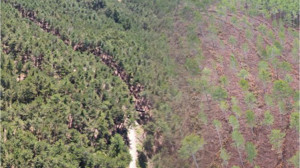 Yaşlı Karaçam Ormanlarına Estetik Aşısı