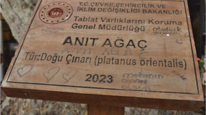 Balıkesir’de Doğu Çınarı Anıt Ağaç Olarak Tescillendi