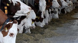 2024 Yılı Hayvansal Üretim İstatistikleri Açıklandı