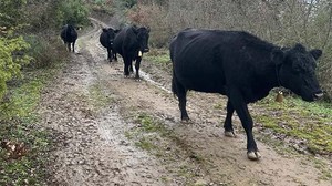 Balya’da Angus Bereketi, 19 Buzağı Yolda