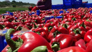 En İyi Şekilde Biber Közleme Tarifi