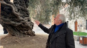 Bin 357 Yıldır Meyve Veren Tek Ağaç Türkiye’de