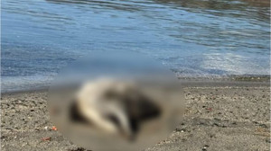 Balıkesir’de Yine Porsuk Ölüsü Bulundu