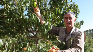 Balıkesir'de En Çok Hangi Meyve Yetişir?