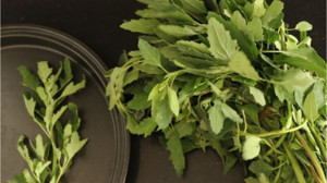 Balıkesir'deki Bu Yabani Bitkiler Çiğ Yeniyor