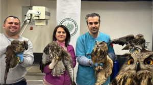 Balıkesir'de Yaralı Yaban Hayvanları Kurtarıldı!