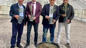 Balıkesir'de Yeni Zeytin Çeşidi 'Körfez10' Tescillendi!