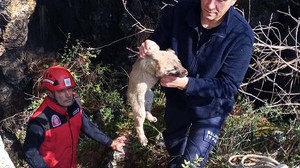 Çukura Düşen Köpek Yavrusunu İtfaiye Kurtardı