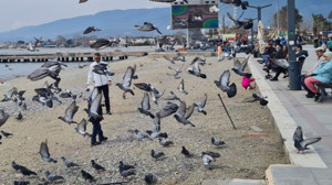 Akçay Sahilindeki Güvercinlerin Dansı Büyülüyor