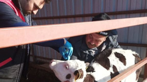 Balıkesir'de Şap ve Brucella Virüsü Yayılıyor mu?