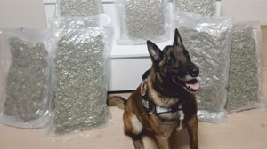 Köpek Yaşa, 12 Kilo Esrarı “Burnu”yla Buldu!