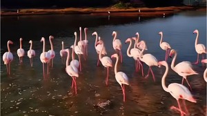 Ayvalık'ta Flamingoları Görebileceğiniz Yerler