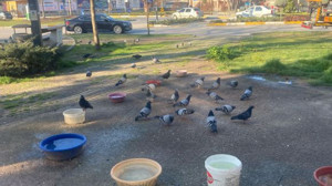 Balıkesir’de Hayvanlara Özel 2 günde bitiyor