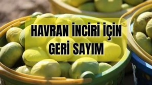 Havran İnciri Ne Zaman Çıkar?