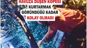 Havuza Düşen Köpek İçin Zamanla Yarış