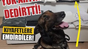 Dangal İz Sürüp Yakaladı: Kıyafete Emdirilmiş!