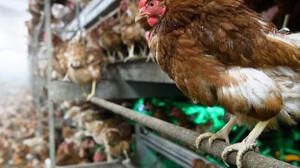 Tavuk Eti Üretimi Arttı, Yumurta Üretimi Geriledi