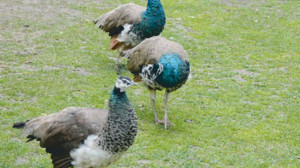 Yeniköy’ün Hindi ve Pekin Ördekleri