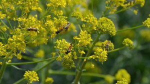 Çaylak Arılar Balıkesir’de Çalışmalara Başladı
