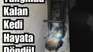 Gömeç'te Apartman Yangınında Mahsur Kalan Kedi Kurtarıldı