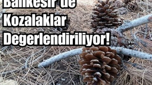 Balıkesir’de Kozalaklar Ne İşe Yarar?