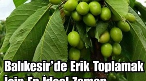 Balıkesir'de Erikler Ne Zaman Toplanır?