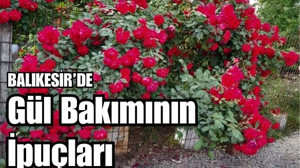 Balıkesir'de Gül Bakımı Nasıl Yapılır?
