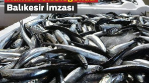 Balıkesir’in Hamsisi 20 Ülkeye Uçtu!