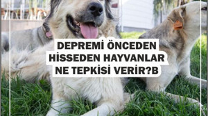 Depremi Hisseden Hayvanlar: Hangi Tepkileri Verirler?