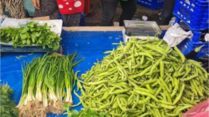 Şifa Deposu 'Taze Bakla' Mevsimi Başladı