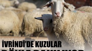 İvrindi Kuzularının Bakımı