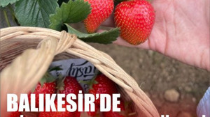 Balıkesir’in Bu Ay En Sevilen Meyvesi Çilek Oldu