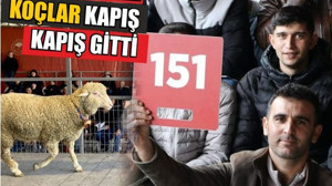 Yerli ve Milli Damızlık Koçlar Rekor Fiyatlarla Satıldı