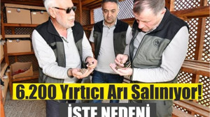 Yırtıcı Arı Torymuslar Balıkesir'de Üretilmeye Başlandı