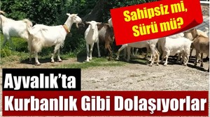 Ayvalık Sokaklarında Başka Bir Trafik!