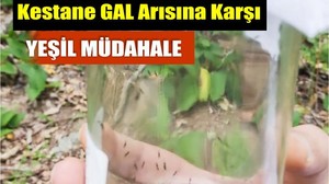 Kestane Ağaçları İçin Biyolojik Mücadele Başladı