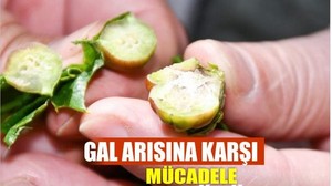 Bandırma’da Kestane Gal Arısı'na Karşı Biyolojik Mücadele Sürüyor