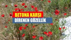 Balıkesir’de Kaldırımları Gelincikler Bastı